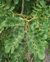 Albizia lebbeck