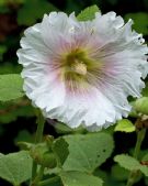 Alcea rosea