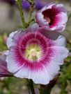 Alcea rosea