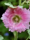 Alcea rosea