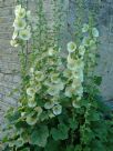 Alcea rosea