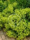 Alchemilla mollis