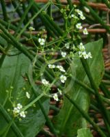 Alisma plantago-aquatica