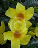 Allamanda cathartica