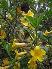 Allamanda schottii