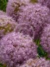 Allium giganteum