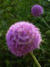 Allium giganteum