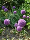 Allium giganteum