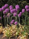 Allium giganteum