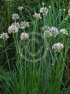 Allium lusitanicum