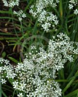 Allium tuberosum