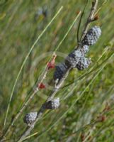 Allocasuarina distyla