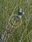 Allocasuarina distyla