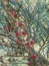 Allocasuarina grampiana