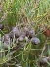 Allocasuarina humilis