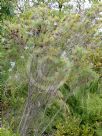 Allocasuarina humilis