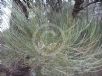 Allocasuarina inophloia