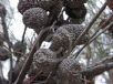 Allocasuarina inophloia