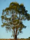 Allocasuarina inophloia