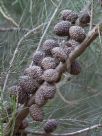 Allocasuarina nana