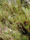 Allocasuarina nana