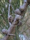 Allocasuarina paludosa