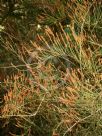 Allocasuarina paludosa