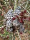 Allocasuarina pusilla