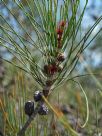 Allocasuarina rigida