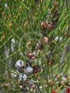 Allocasuarina rigida