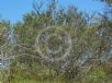 Allocasuarina rigida