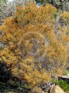 Allocasuarina rigida