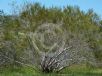 Allocasuarina rigida