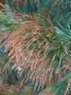 Allocasuarina torulosa