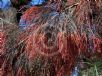 Allocasuarina torulosa