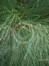 Allocasuarina torulosa