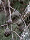 Allocasuarina torulosa