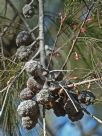 Allocasuarina torulosa