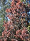 Allocasuarina torulosa