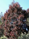 Allocasuarina torulosa