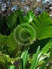 Alocasia brisbanensis