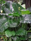 Alocasia brisbanensis