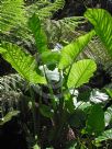 Alocasia brisbanensis