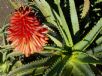 Aloe arborescens