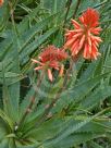 Aloe arborescens