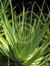 Aloe arborescens