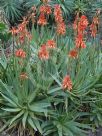 Aloe arborescens