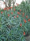 Aloe arborescens