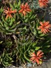 Aloe brevifolia