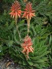 Aloe brevifolia